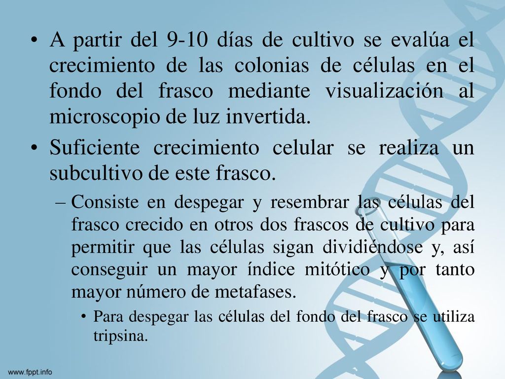 A partir del 9-10 días de cultivo se evalúa el crecimiento de las colonias de células en el fondo del frasco mediante visualización al microscopio de luz invertida.