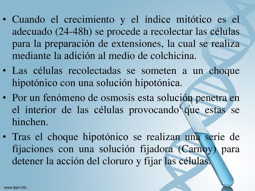 Cuando el crecimiento y el índice mitótico es el adecuado (24-48h) se procede a recolectar las células para la preparación de extensiones, la cual se realiza mediante la adición al medio de colchicina.