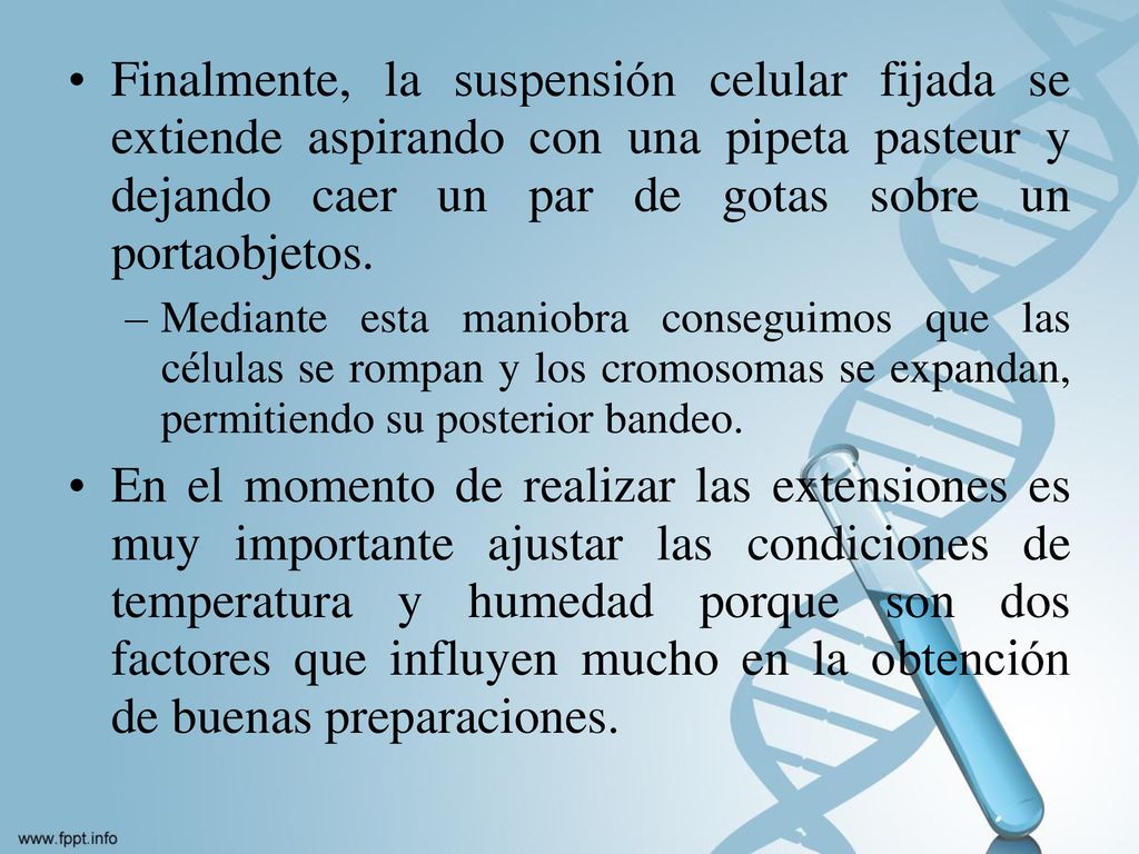 Finalmente, la suspensión celular fijada se extiende aspirando con una pipeta pasteur y dejando caer un par de gotas sobre un portaobjetos.