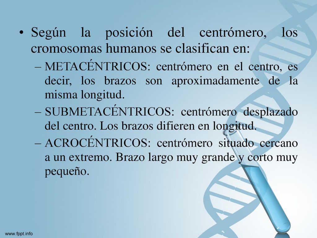 Según la posición del centrómero, los cromosomas humanos se clasifican en:
