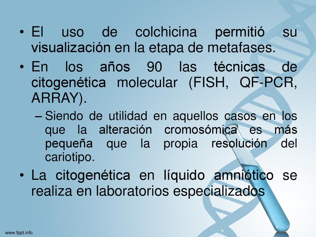 El uso de colchicina permitió su visualización en la etapa de metafases.