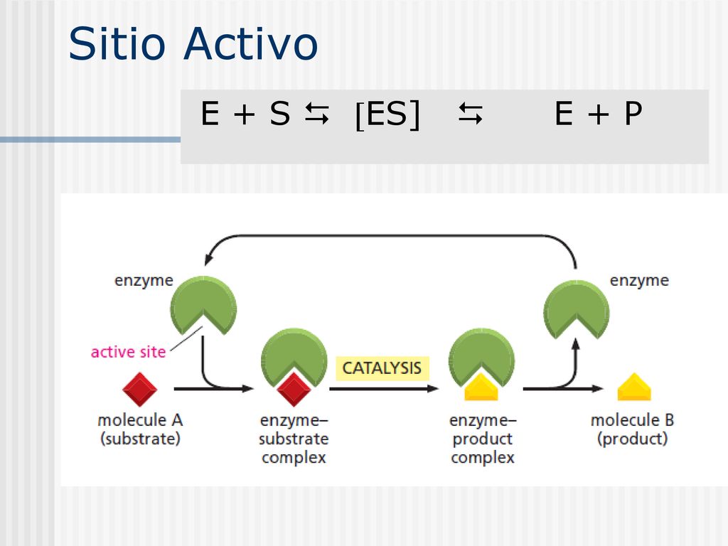 Sitio Activo E + S  ES]  E + P