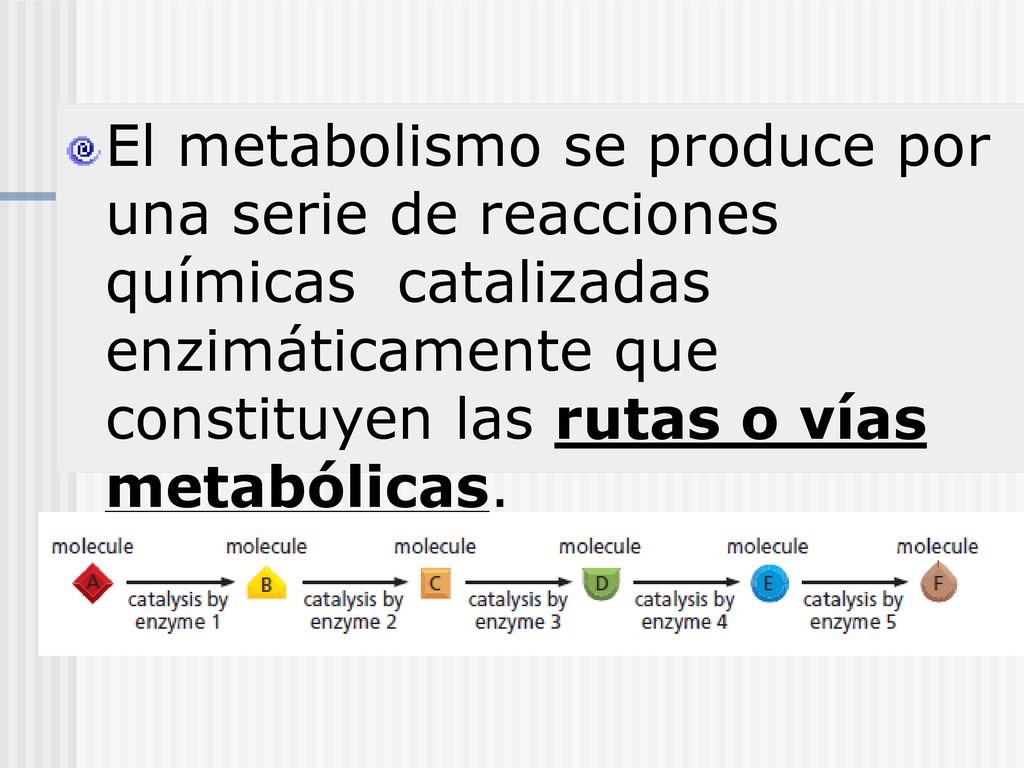 El metabolismo se produce por una serie de reacciones químicas catalizadas enzimáticamente que constituyen las rutas o vías metabólicas.