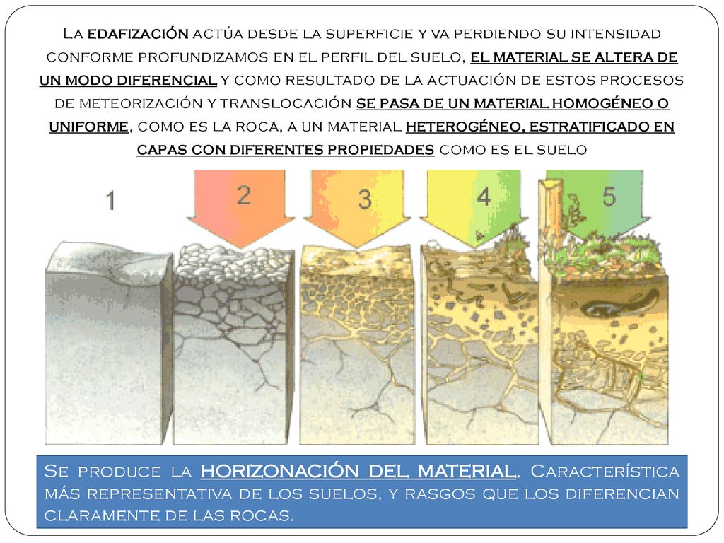 La edafización actúa desde la superficie y va perdiendo su intensidad conforme profundizamos en el perfil del suelo, el material se altera de un modo diferencial y como resultado de la actuación de estos procesos de meteorización y translocación se pasa de un material homogéneo o uniforme, como es la roca, a un material heterogéneo, estratificado en capas con diferentes propiedades como es el suelo