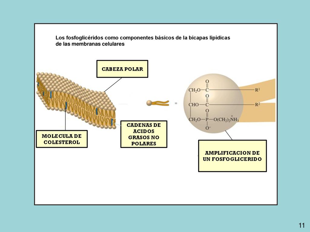Los fosfoglicéridos como componentes básicos de la bicapas lipídicas de las membranas celulares