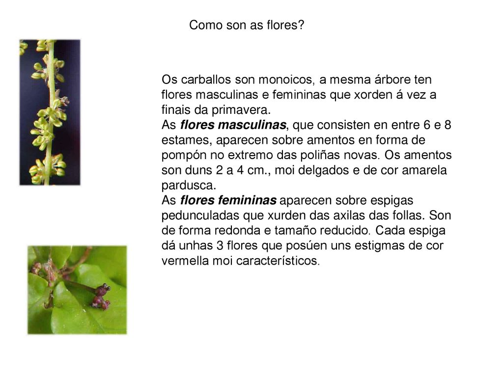 Como son as flores Os carballos son monoicos, a mesma árbore ten flores masculinas e femininas que xorden á vez a finais da primavera.