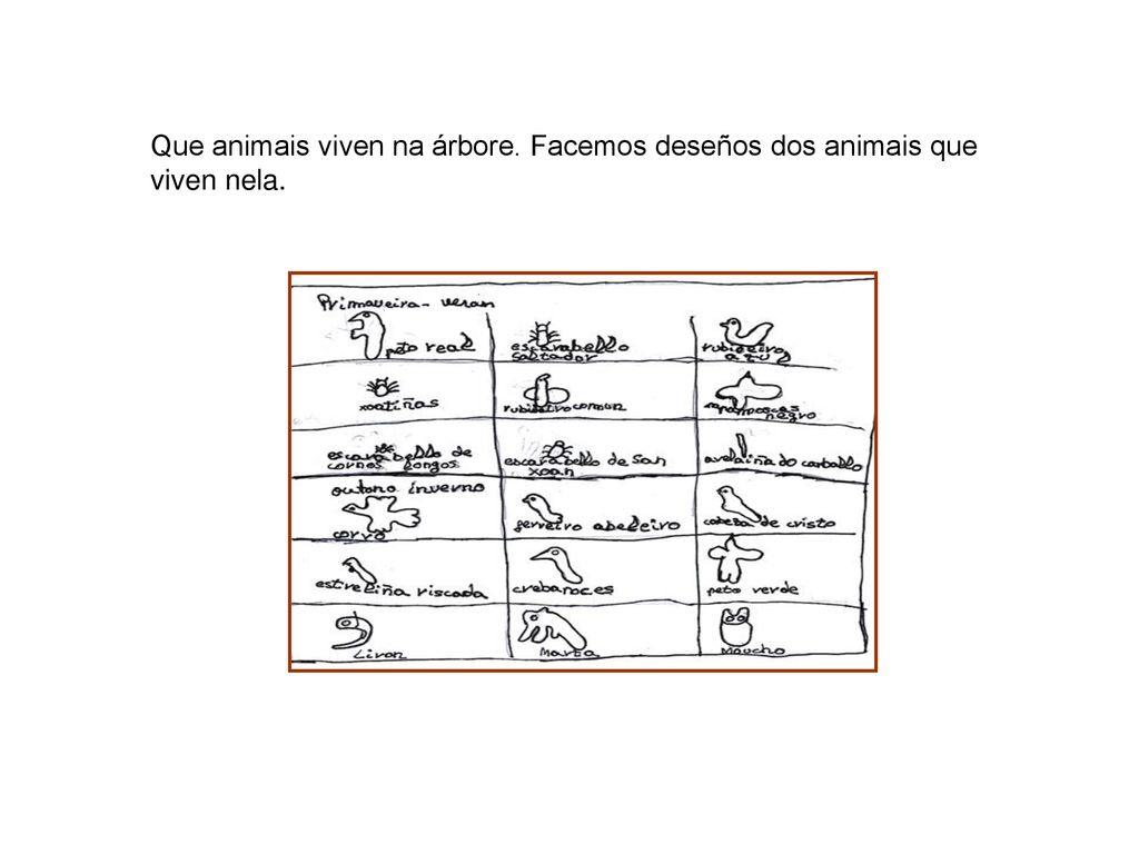 Que animais viven na árbore. Facemos deseños dos animais que viven nela.