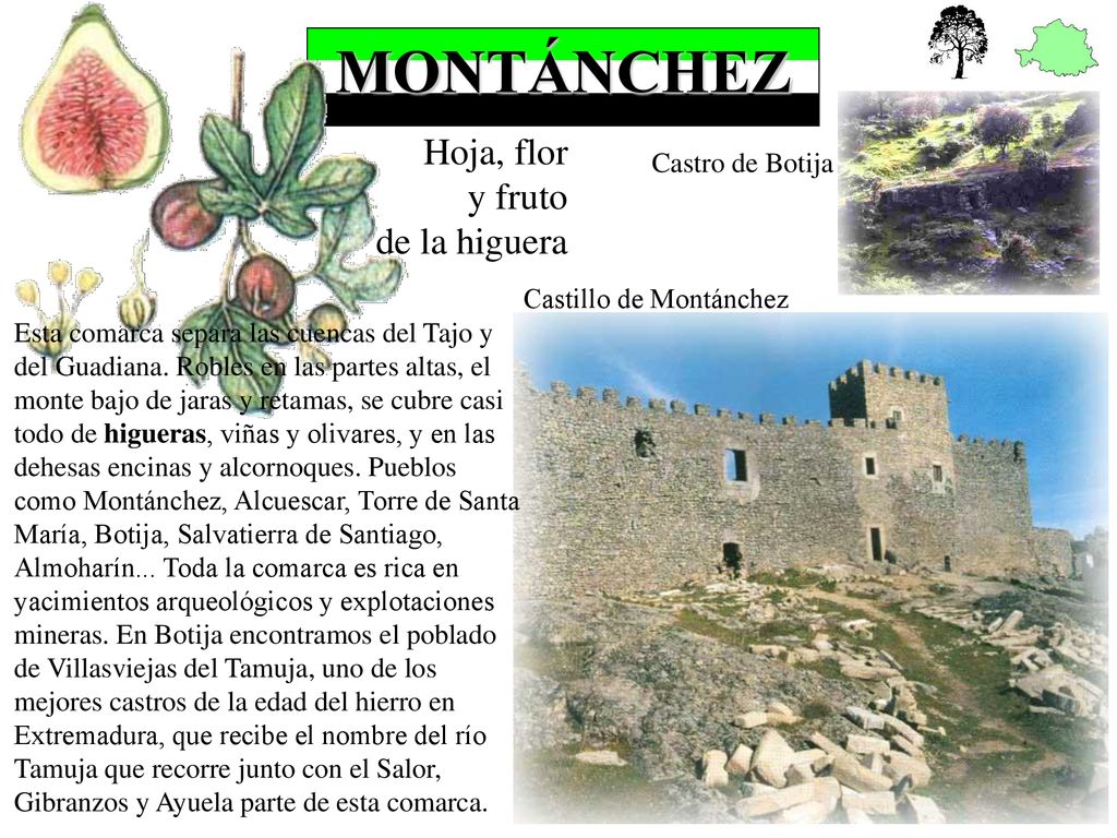 MONTÁNCHEZ Hoja, flor y fruto de la higuera Castro de Botija