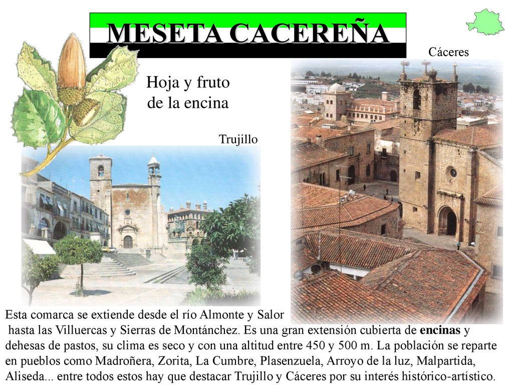 MESETA CACEREÑA Hoja y fruto de la encina Cáceres Trujillo
