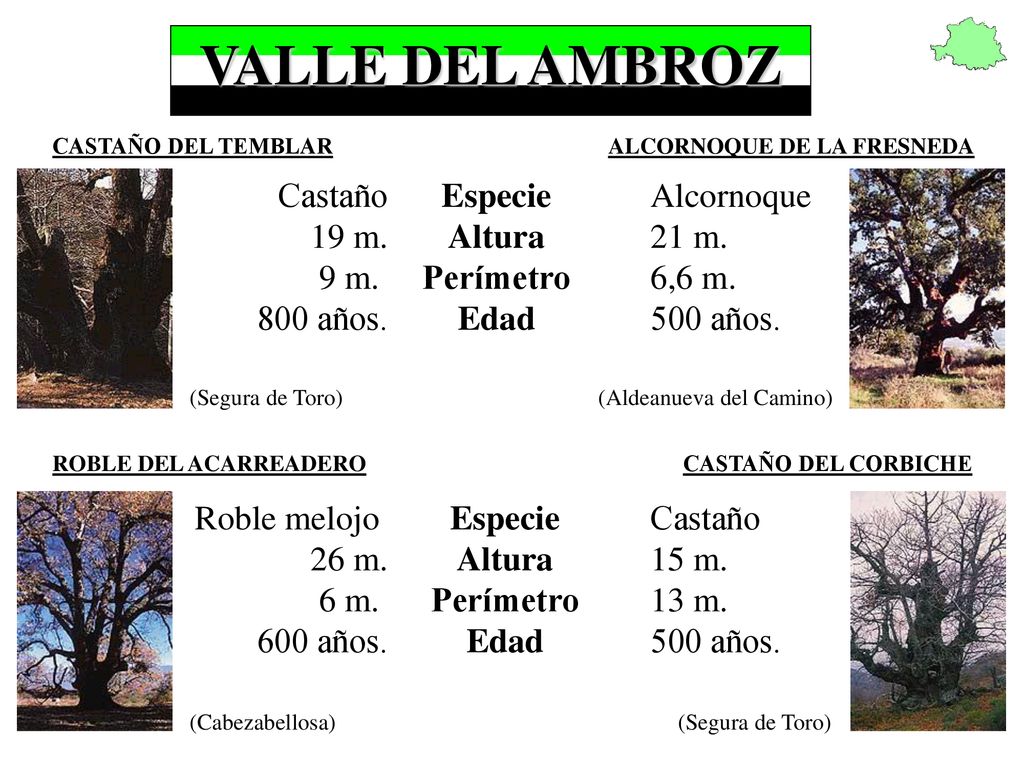 VALLE DEL AMBROZ Castaño 19 m. 9 m. 800 años. Especie