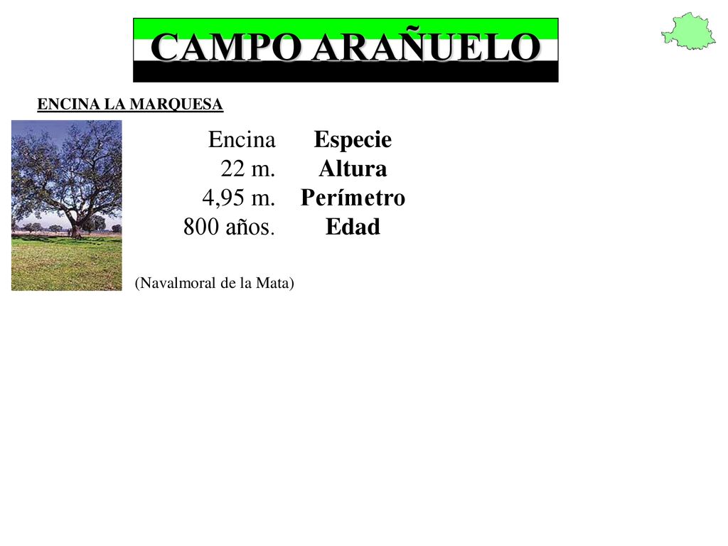 CAMPO ARAÑUELO Encina 22 m. 4,95 m. 800 años. Especie