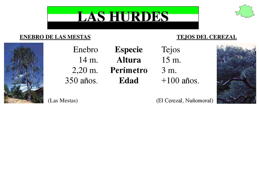 LAS HURDES Enebro 14 m. 2,20 m. 350 años. Especie