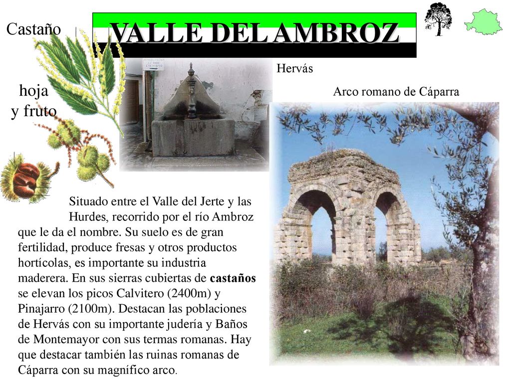 VALLE DEL AMBROZ Castaño hoja y fruto Hervás Arco romano de Cáparra