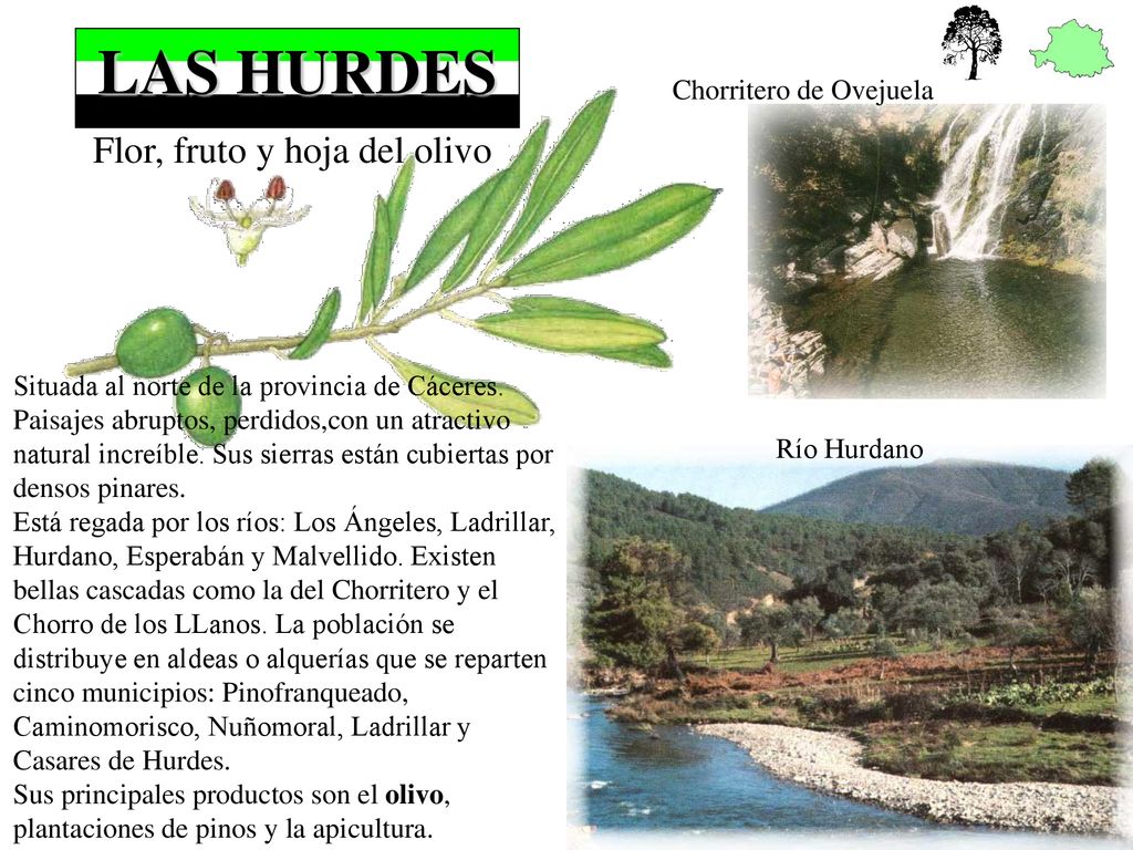 LAS HURDES Flor, fruto y hoja del olivo Chorritero de Ovejuela