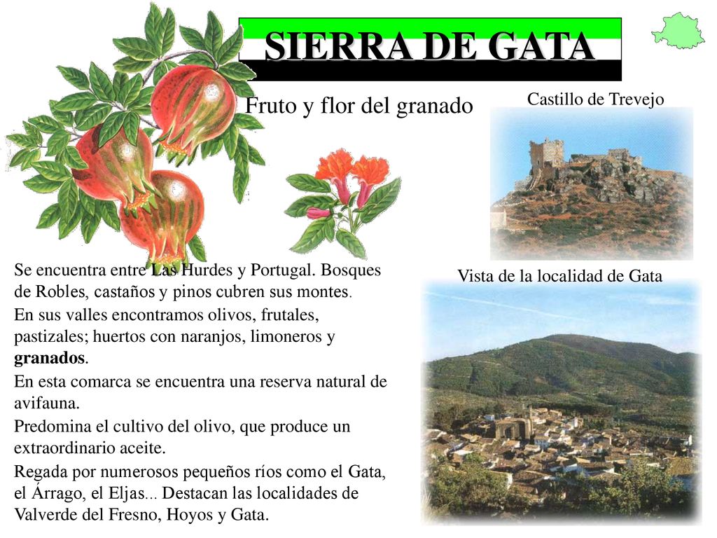 SIERRA DE GATA Fruto y flor del granado Castillo de Trevejo