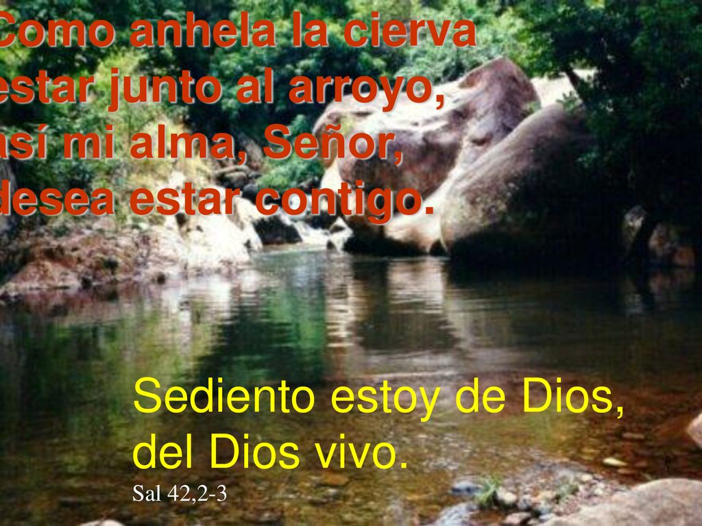 Como anhela la cierva estar junto al arroyo, así mi alma, Señor,