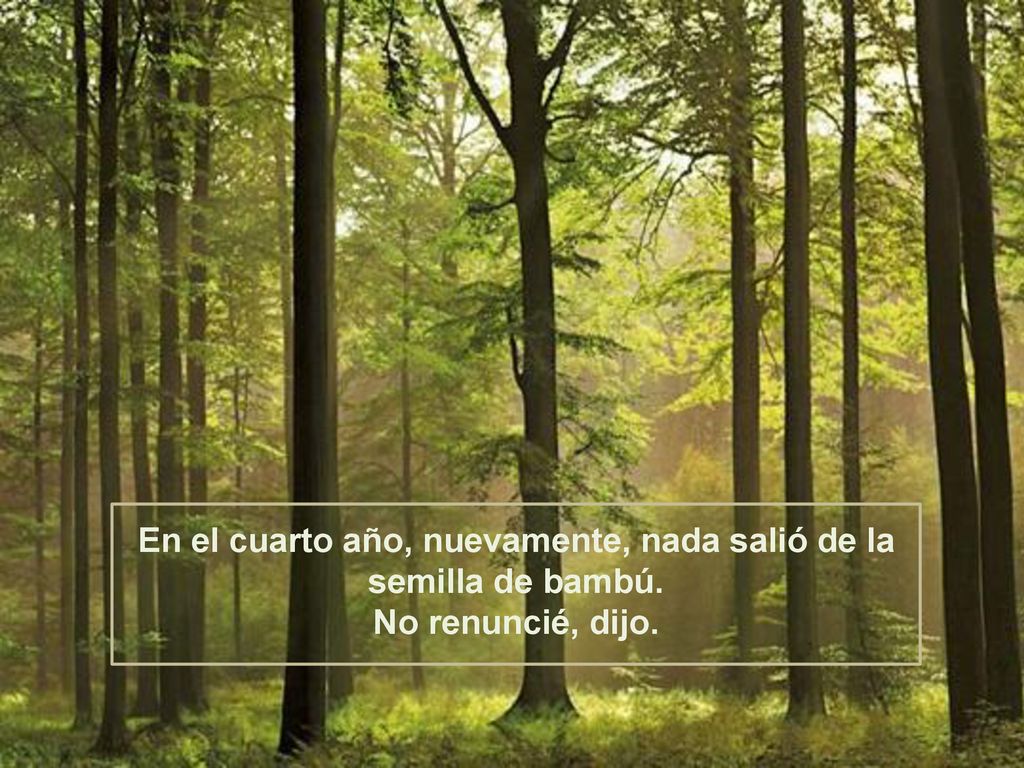 En el cuarto año, nuevamente, nada salió de la semilla de bambú