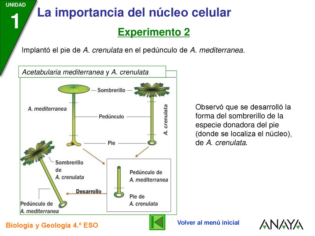 Experimento 2 Implantó el pie de A. crenulata en el pedúnculo de A. mediterranea. Acetabularia mediterranea y A. crenulata.