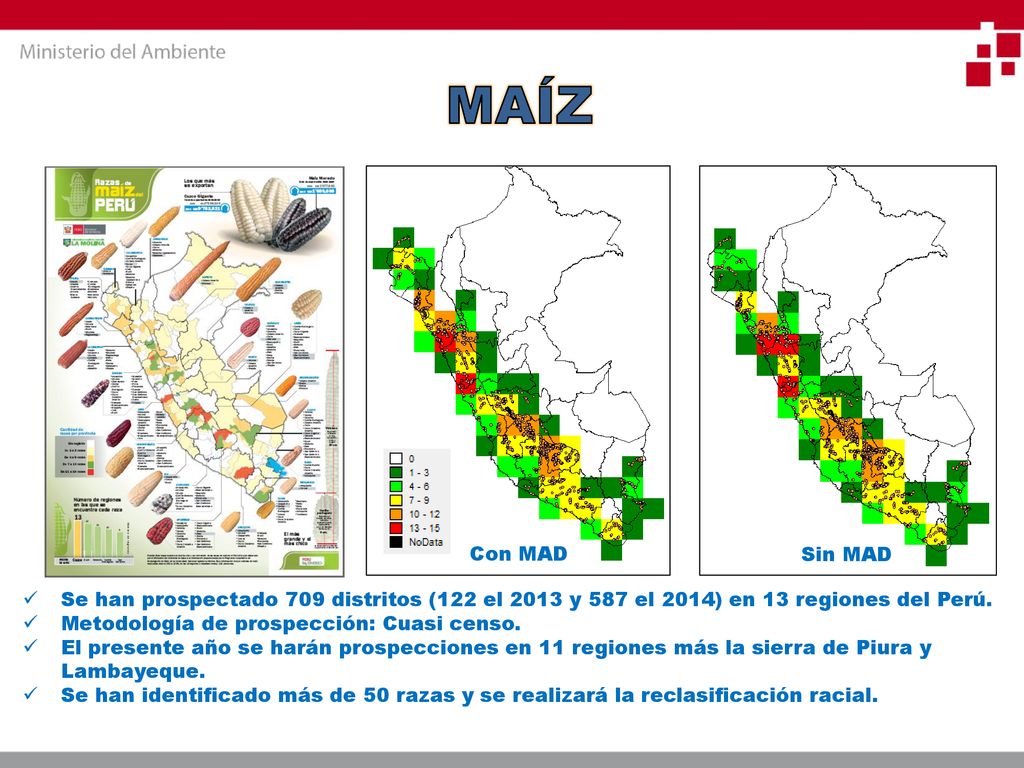 MAÍZ Con MAD. Sin MAD. Se han prospectado 709 distritos (122 el 2013 y 587 el 2014) en 13 regiones del Perú.