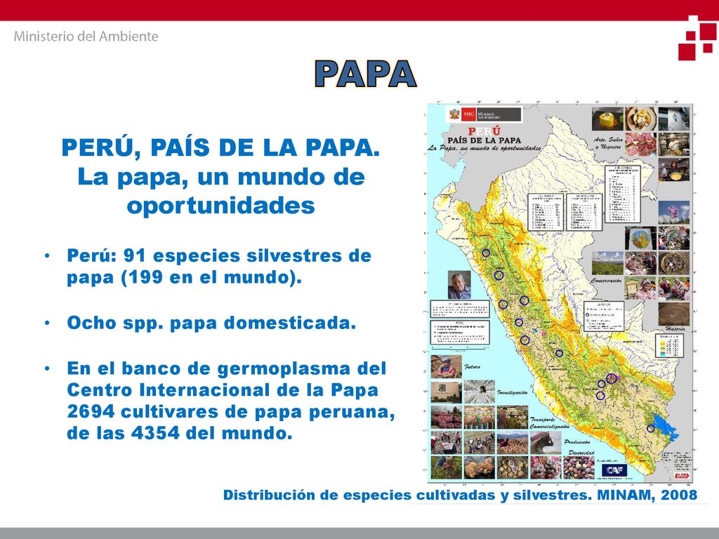 PERÚ, PAÍS DE LA PAPA. La papa, un mundo de oportunidades