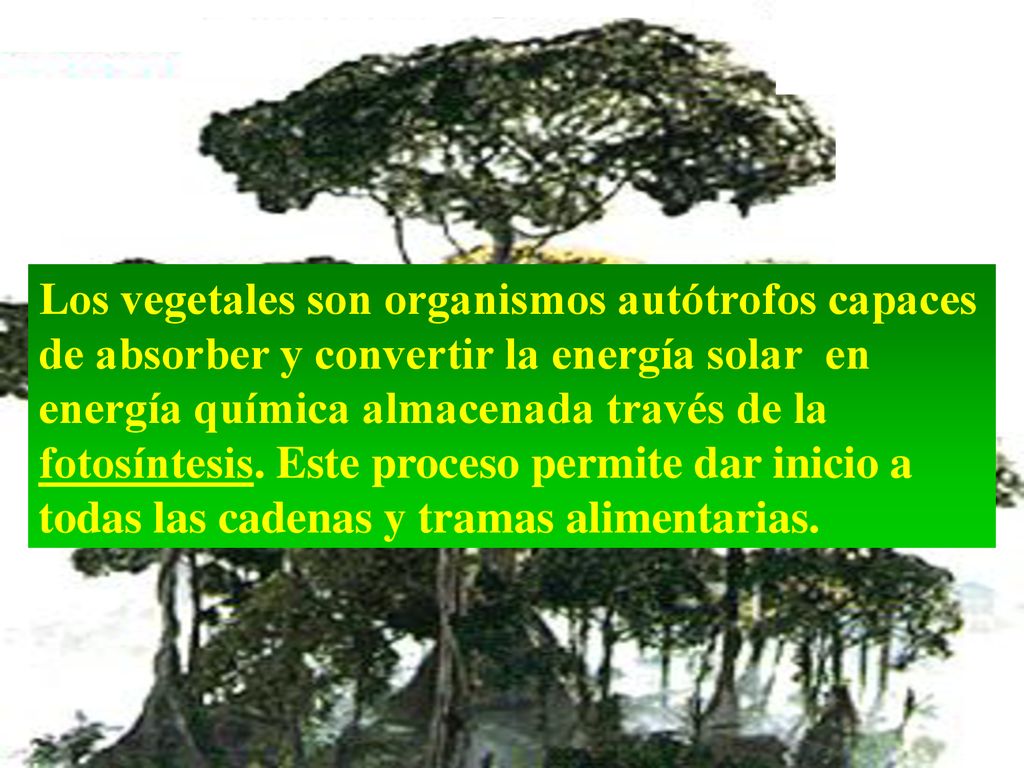 Los vegetales son organismos autótrofos capaces de absorber y convertir la energía solar en energía química almacenada través de la fotosíntesis.