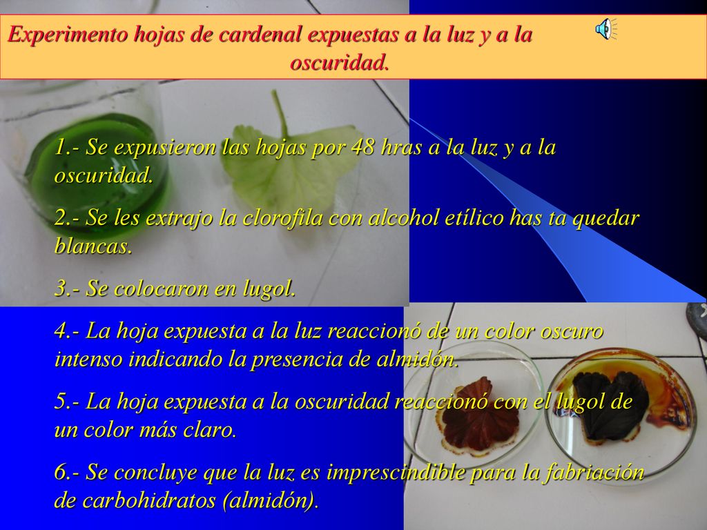 Experimento hojas de cardenal expuestas a la luz y a la oscuridad.