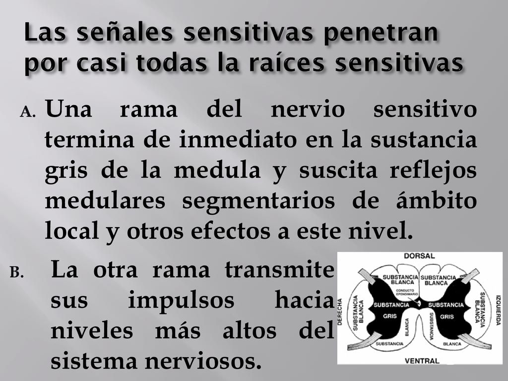Las señales sensitivas penetran por casi todas la raíces sensitivas