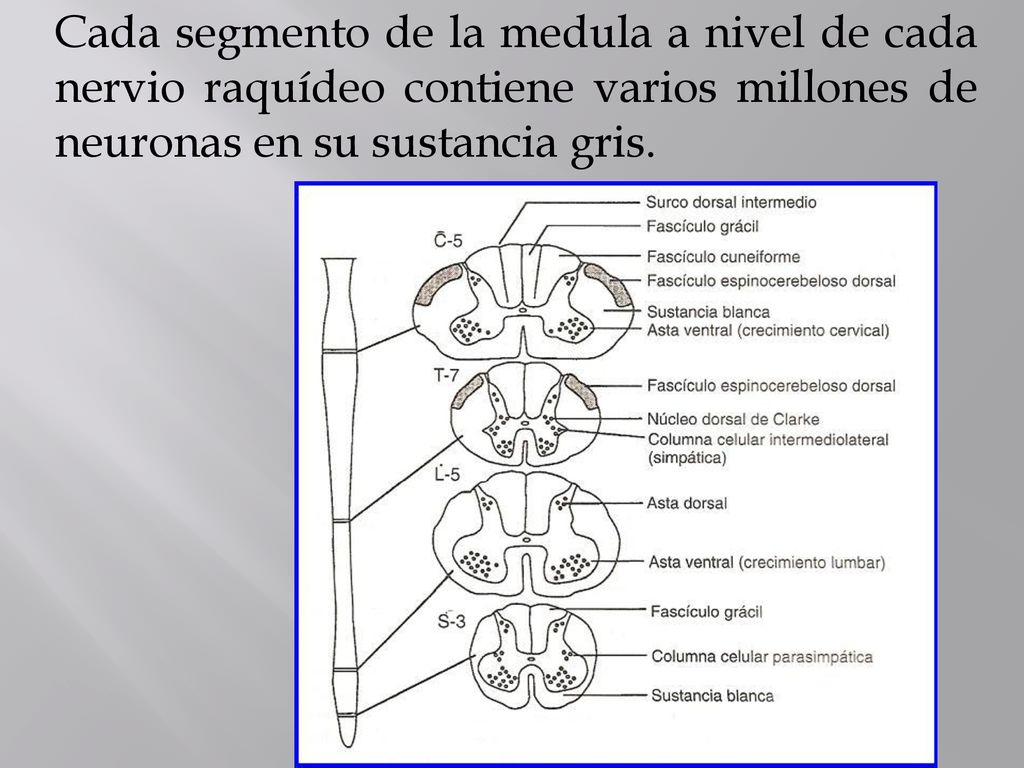 Cada segmento de la medula a nivel de cada nervio raquídeo contiene varios millones de neuronas en su sustancia gris.