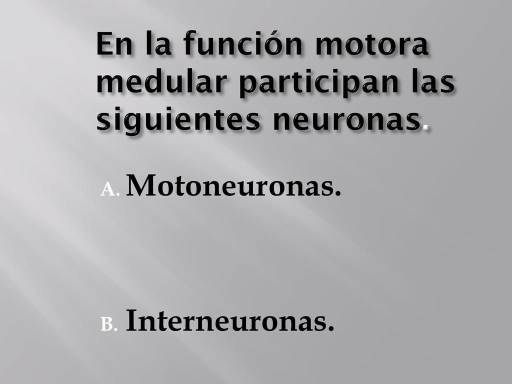 En la función motora medular participan las siguientes neuronas.