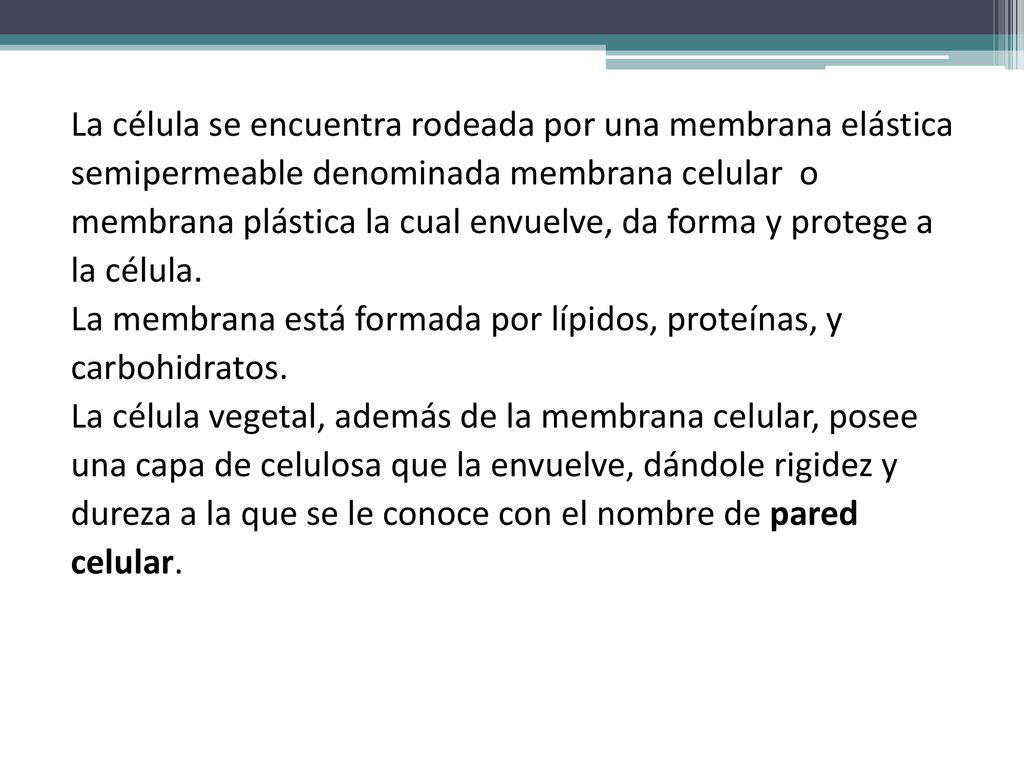 La célula se encuentra rodeada por una membrana elástica semipermeable denominada membrana celular o membrana plástica la cual envuelve, da forma y protege a la célula.