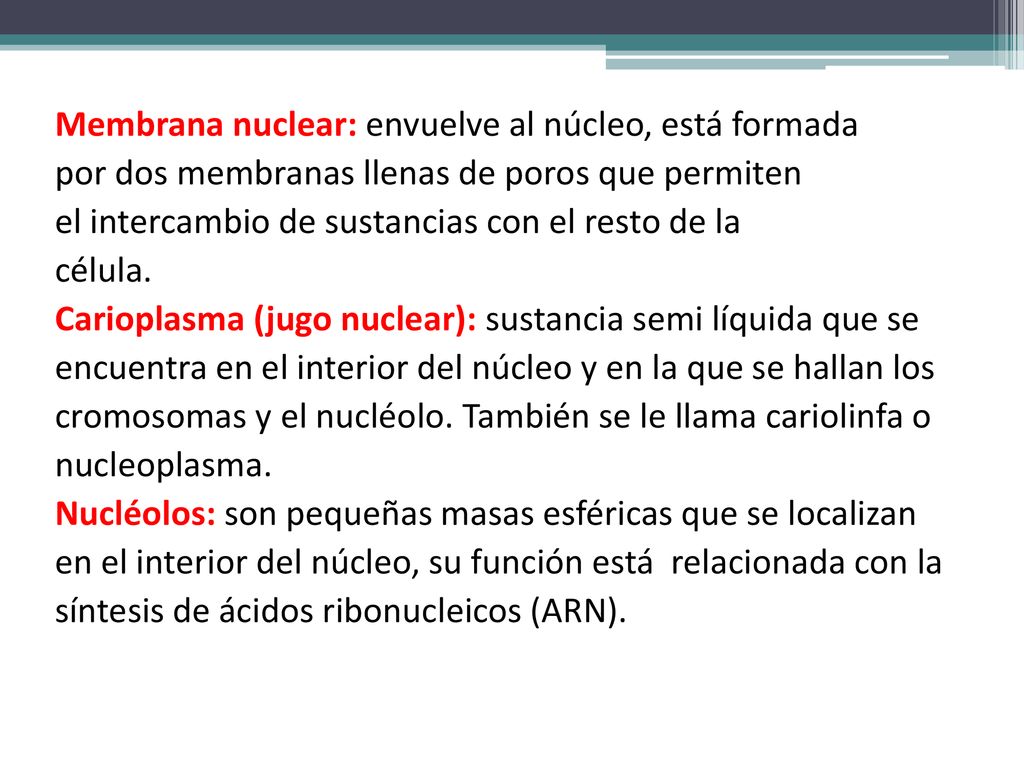 Membrana nuclear: envuelve al núcleo, está formada por dos membranas llenas de poros que permiten el intercambio de sustancias con el resto de la célula.