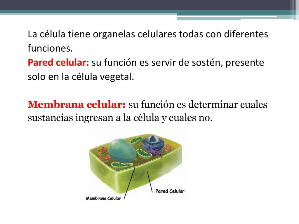 La célula tiene organelas celulares todas con diferentes funciones.
