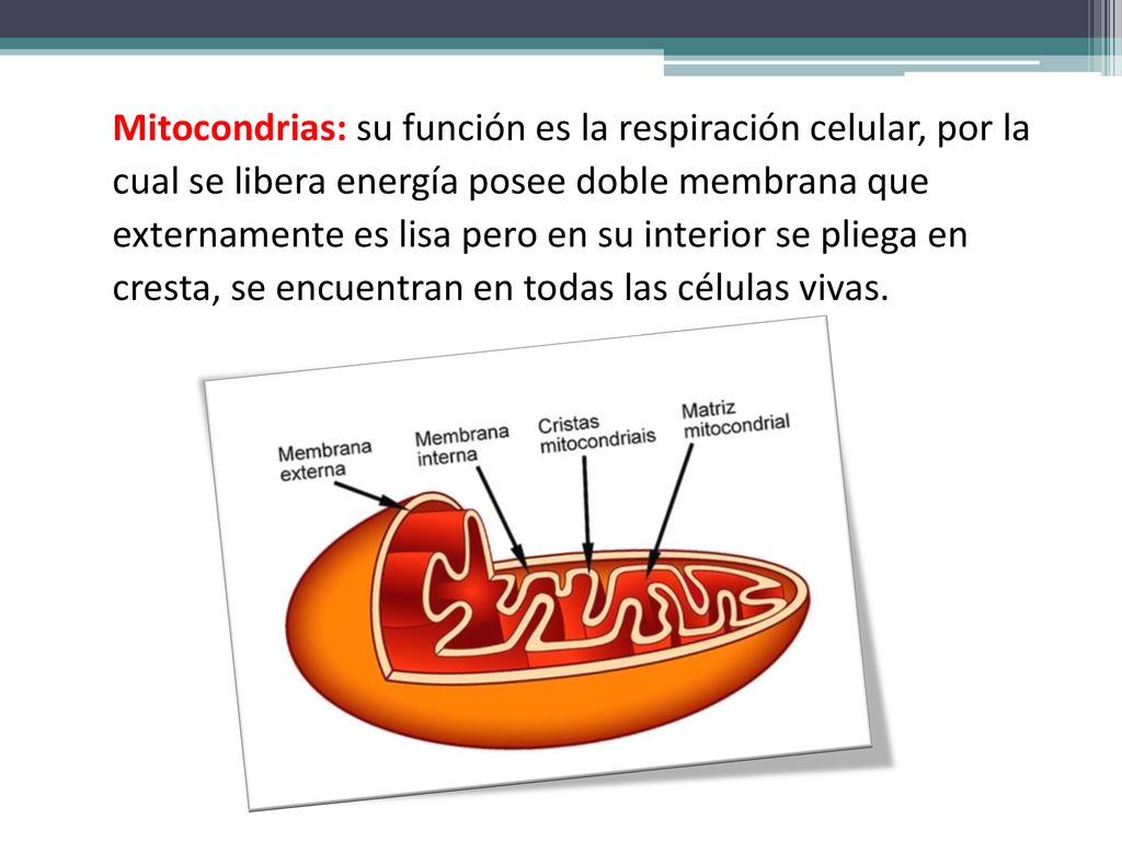 Mitocondrias: su función es la respiración celular, por la cual se libera energía posee doble membrana que externamente es lisa pero en su interior se pliega en cresta, se encuentran en todas las células vivas.