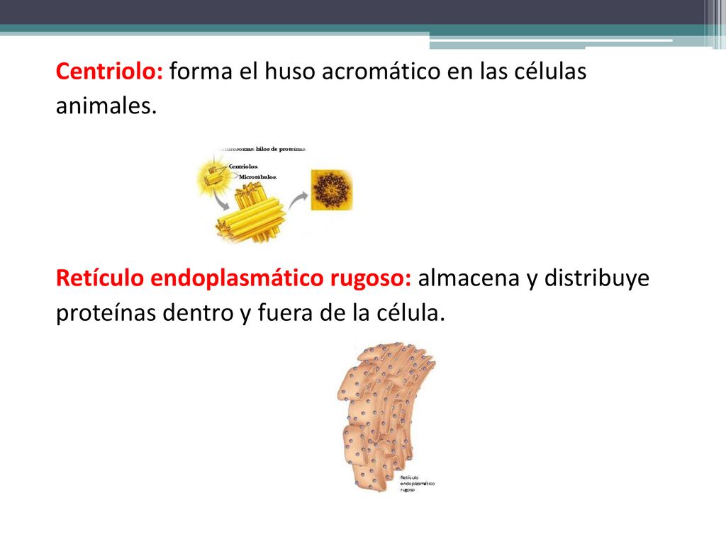 Centriolo: forma el huso acromático en las células animales