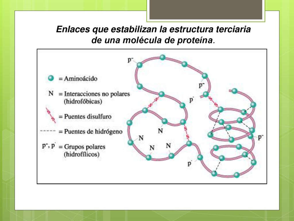 Enlaces que estabilizan la estructura terciaria de una molécula de proteína.