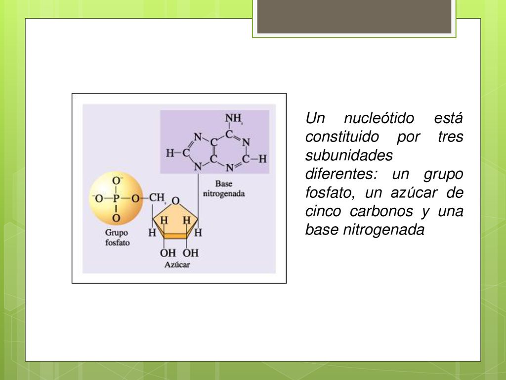Un nucleótido está constituido por tres subunidades diferentes: un grupo fosfato, un azúcar de cinco carbonos y una base nitrogenada