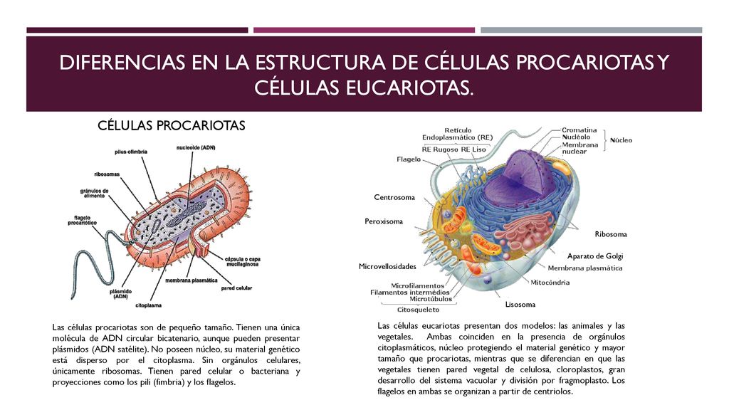 Diferencias EN la estructura de células procariotas y células eucariotas.