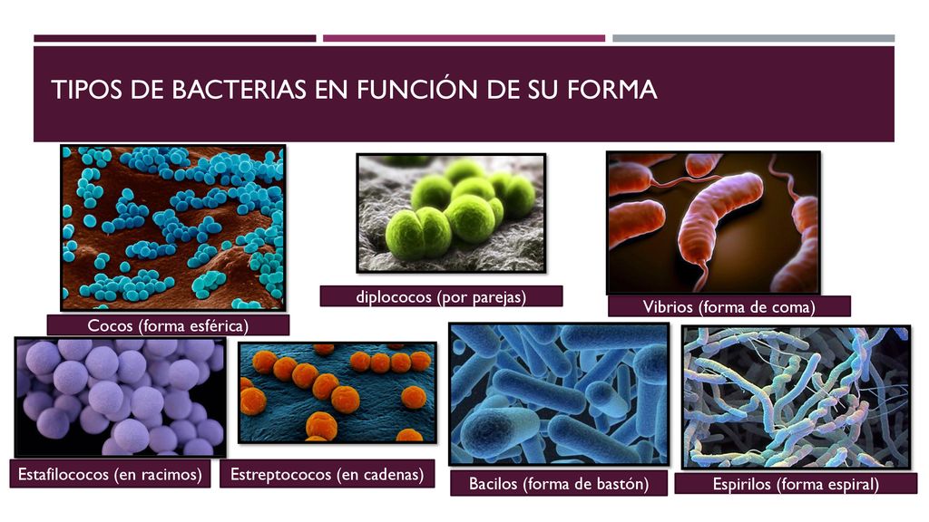 Tipos de bacterias en función de su forma