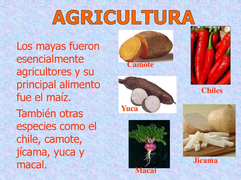 AGRICULTURA Los mayas fueron esencialmente agricultores y su principal alimento fue el maíz.