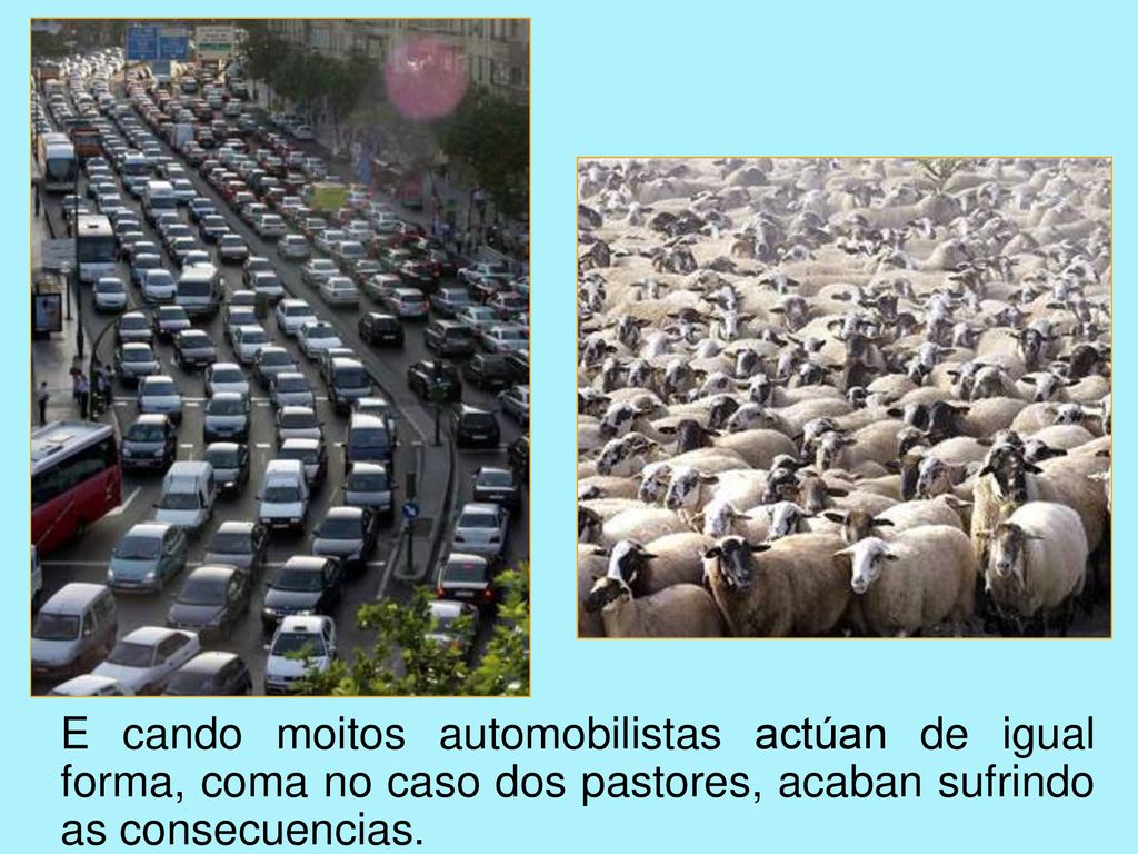 E cando moitos automobilistas actúan de igual forma, coma no caso dos pastores, acaban sufrindo as consecuencias.