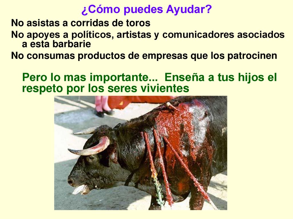 ¿Cómo puedes Ayudar No asistas a corridas de toros