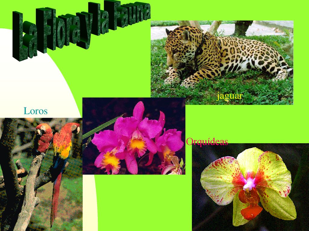 La Flora y la Fauna jaguar Loros Orquídeas 11/9/2018