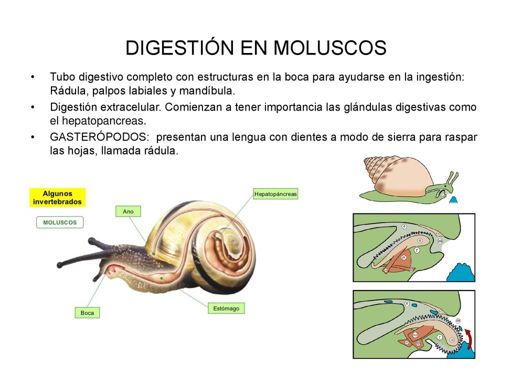 DIGESTIÓN EN MOLUSCOS Tubo digestivo completo con estructuras en la boca para ayudarse en la ingestión: Rádula, palpos labiales y mandíbula.