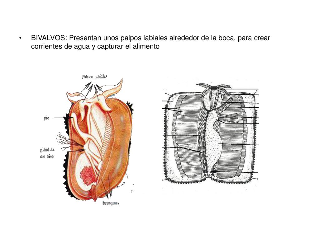 BIVALVOS: Presentan unos palpos labiales alrededor de la boca, para crear corrientes de agua y capturar el alimento