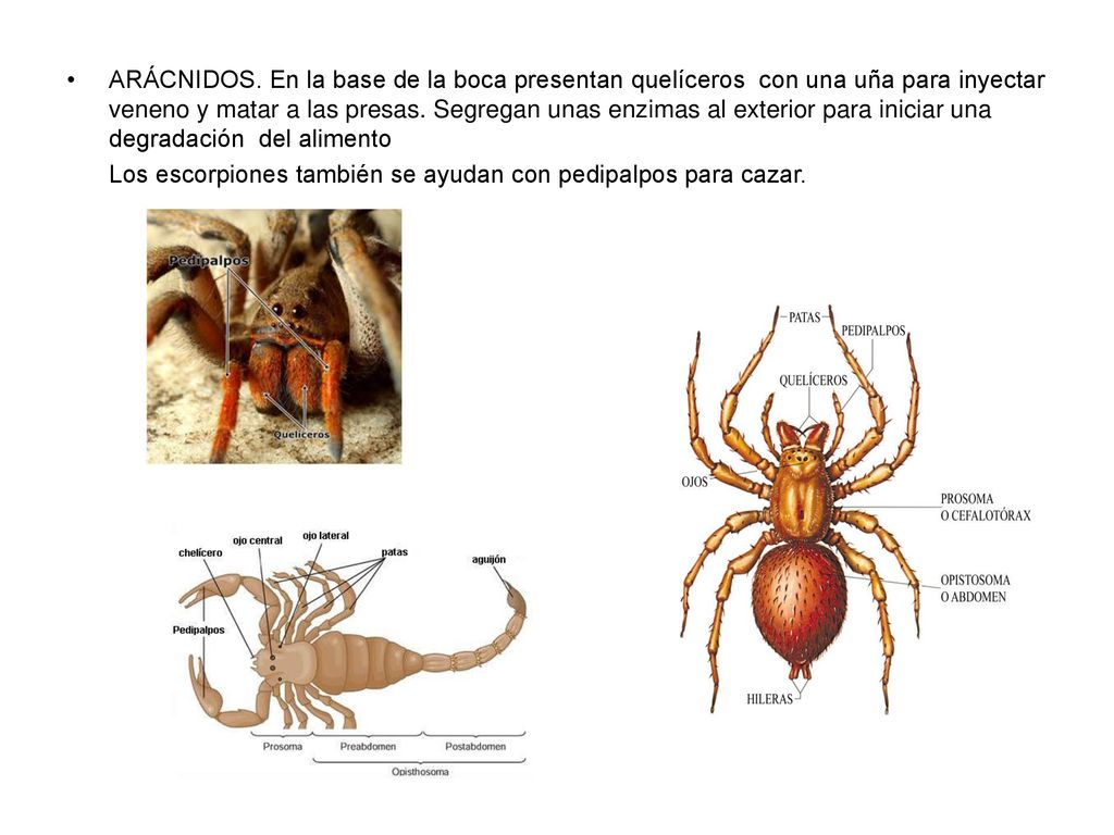 ARÁCNIDOS. En la base de la boca presentan quelíceros con una uña para inyectar veneno y matar a las presas. Segregan unas enzimas al exterior para iniciar una degradación del alimento
