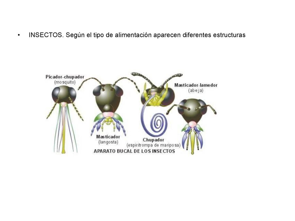 INSECTOS. Según el tipo de alimentación aparecen diferentes estructuras