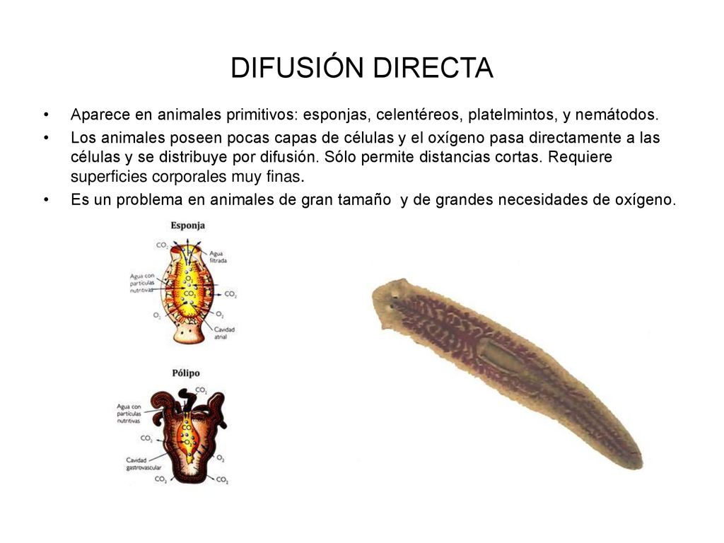 DIFUSIÓN DIRECTA Aparece en animales primitivos: esponjas, celentéreos, platelmintos, y nemátodos.