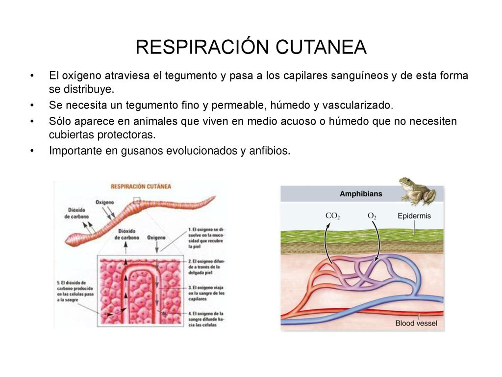 RESPIRACIÓN CUTANEA El oxígeno atraviesa el tegumento y pasa a los capilares sanguíneos y de esta forma se distribuye.