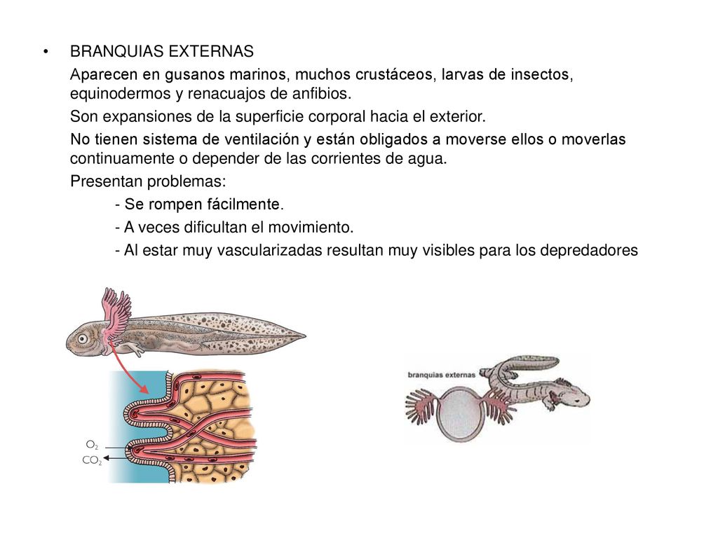 BRANQUIAS EXTERNAS Aparecen en gusanos marinos, muchos crustáceos, larvas de insectos, equinodermos y renacuajos de anfibios.