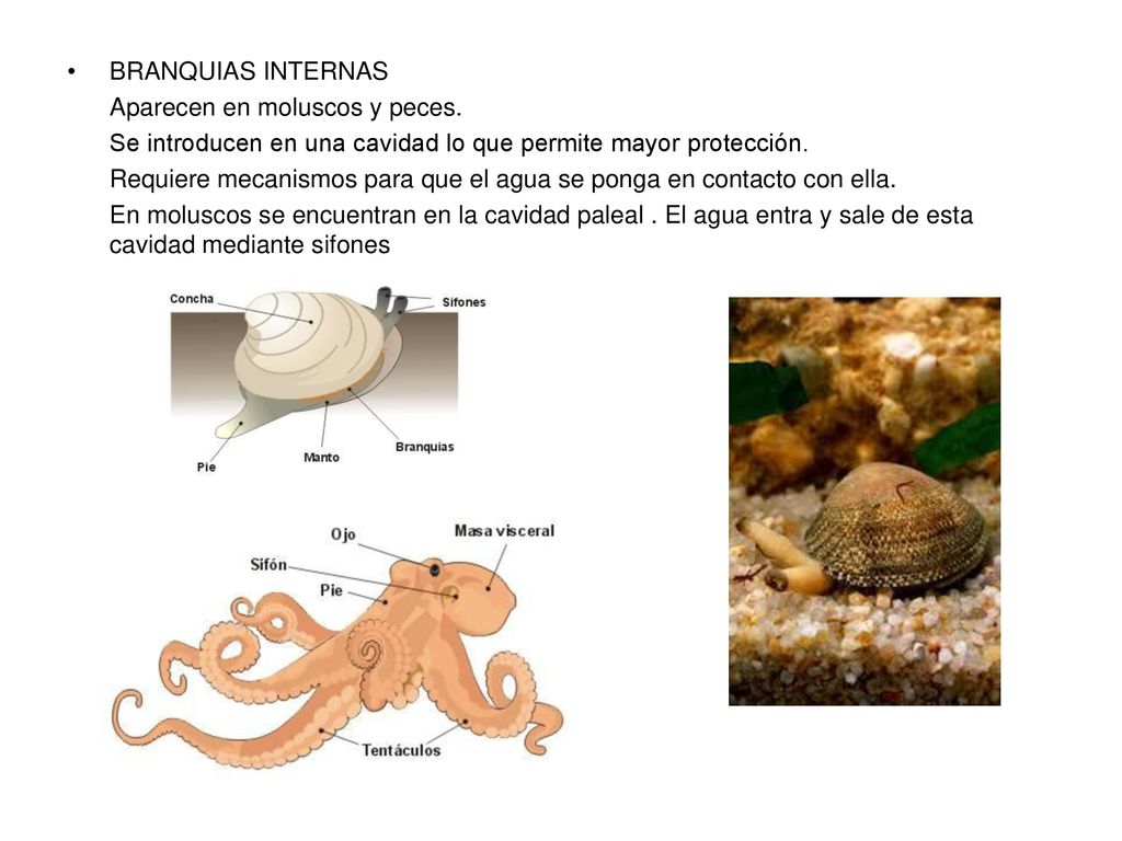 BRANQUIAS INTERNAS Aparecen en moluscos y peces. Se introducen en una cavidad lo que permite mayor protección.